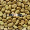 Broad Beans/fava Beans/china pulses/2013 Crop