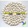 little beans white kidney bean spanish type