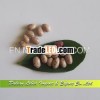 Wholesale Pinto Beans or Sugar Beans,  Huanan Origin