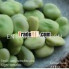 iqf broad beans new crop health food