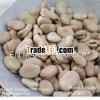 Chinese Broad Beans/horse bean/fava bean