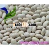 japanese white kidney bean