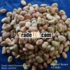 Dry Broad Bean/fava grain crop/pulses