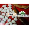 whole sale white beans