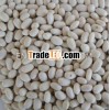 New crop Japanese type white kidney bean