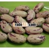 Dried Light speckled kidney bean
