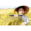 Long Grain White Rice With Good Price From Vietnam