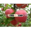 China Fresh Red star apple exporter
