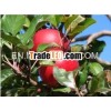china gala apple
