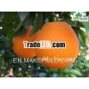 new crop navel orange