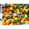 2013 Fresh Sweet nanfeng baby orange