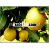 fresh pear of 2012