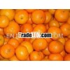 Fresh Chinese Baby Mandarin