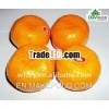 new crop Mandarin Orange