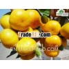 Hot sale Honey Mandarin Orange