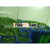 2013 New crop fresh green lemon in China for sale