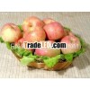 china fuji apple fruits