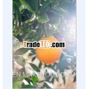 2013 Fresh orange grower