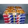chiness fresh new pomelo