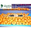 Different kinds fresh navel orange in China