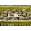 Supply golden chinese kiwi fruit;sweet kiwi