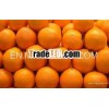 China fresh orange with low price