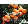 mandarin orange