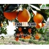 Chinese delicious Navel orange