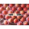fresh gala apple