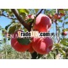 Supply bulk fresh Fuji apple