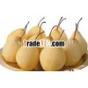 2012 Fresh Pears of China
