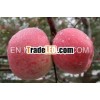 Shandong Yantai Red Fuji apple