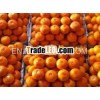 2013 Fresh Sweet nanfeng baby orange(small orange)