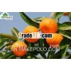Sweet Mandarin Orange