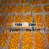 2013 Chinese nanfeng baby mandarin price