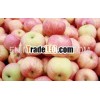 Sell fresh Shangdong Fuji apple