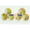 Fresh golden delicious apple supplier in china