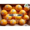 Navel orange