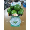 Fresh Lemon - Fresh Lime 2013 New Crop - Good Price