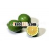 FRESH LIME IN VIETNAM WITH HIGHEST QUALITY