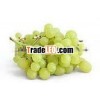 Indian Green Grapes