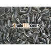 Sunflower Seeds new crop