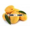 FRESH MANGO IN VIETNAM WITH SPECIAL PRICE
