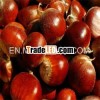 new crop Chinese fresh raw chestnut
