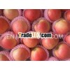 Top Red Gala Fresh Apples