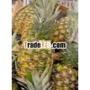 FRESH PINEAPPLE GOOD TASTY - BEST SELLLING!