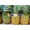 VIETNAM FRESH PINEAPPLE - NEW CROP BEST PRICE AND QUALITY
