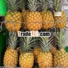 PREMIUM QUALITY PINEAPPLE FRUITS