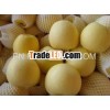 new golden delicious apple