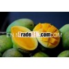 BEST QUALITY - BEST PRICE FOR FRESH GREEN MANGO